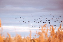 birds flying over a field 