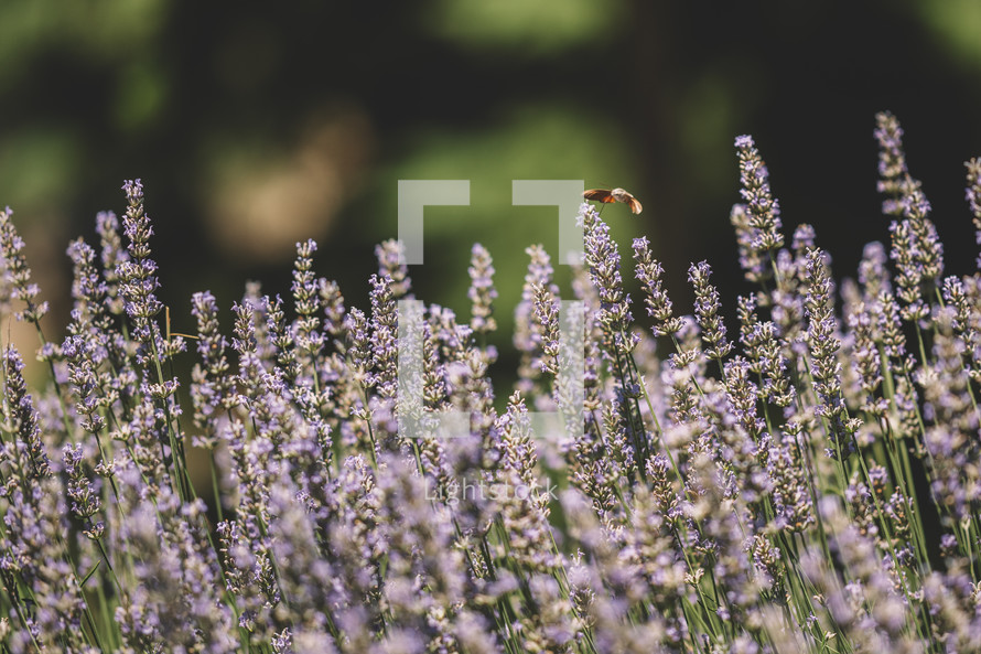 Lavender flowers in nature