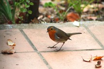 Lovely robin bird visiting our garden