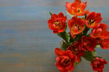 red tulips on a cyan wooden table
