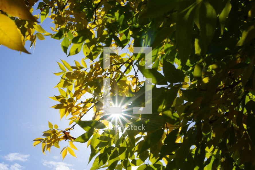 sunburst through the leaves on a tree 