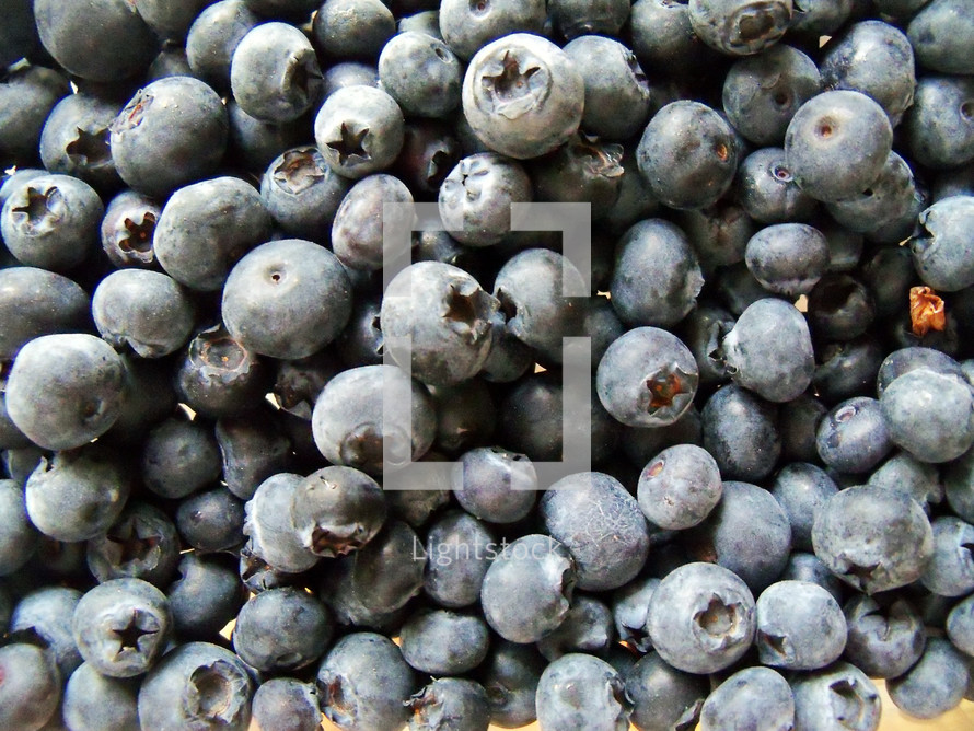 A group of blueberries recently picked from a blueberry farm in Florida. 