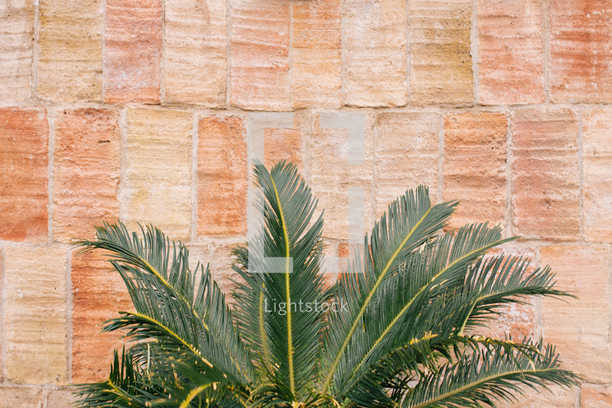 stone wall and palm tree 