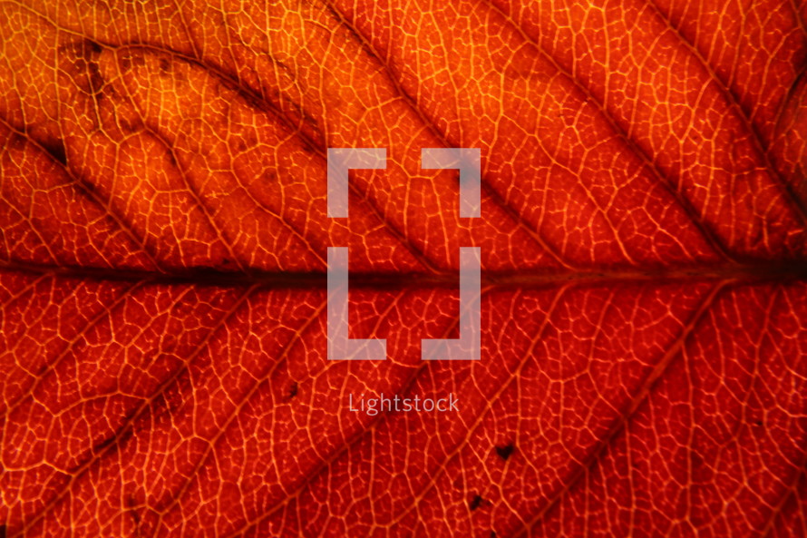 red fall leaf with veins 