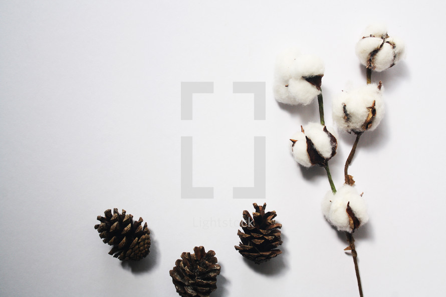cotton branch and pine cones on white 