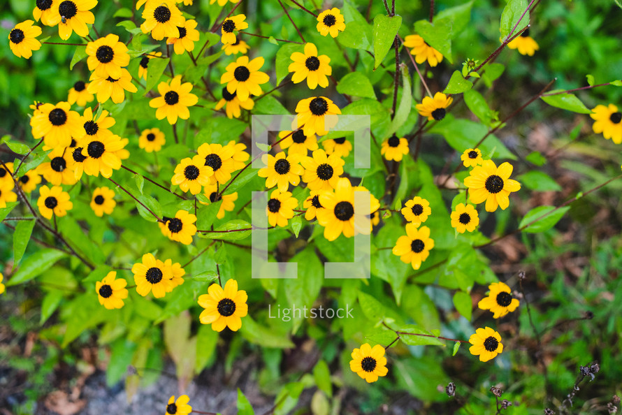 yellow flowers with black centers 