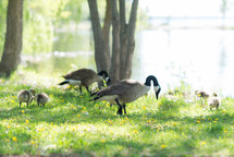 Cananda Geese and goslings 