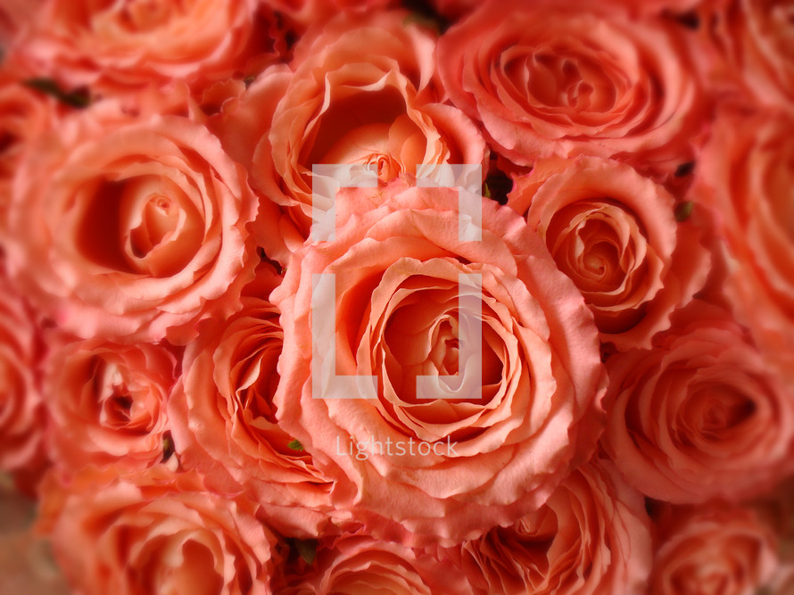 bouquet of roses, 
bouquet, flowers, rose, roses, orange, red, pink, bloom, blossom, bright, spring, summer, present, gift, love, friendship, creation, close, Mother's Day, flower, mom, mother, mummy, mum, mommy, green, beauty, beautiful, nice, lovely, fine, pleasant, fair, pretty, plant, sun, sunshine, flourish, color, colour, romance, romantic, romantically