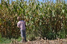 a child in a corn field 