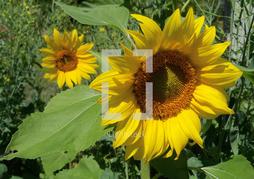 Two sunflower plants blooming in the sun in a backyard garden on a sunny morning in a rural garden setting.  