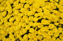 yellow mums background 