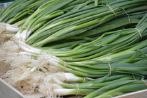 a bunch of scallions