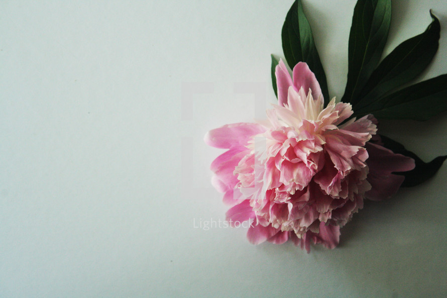 pink flower on a white background 
