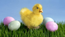 duckling and Easter eggs on Green grass 