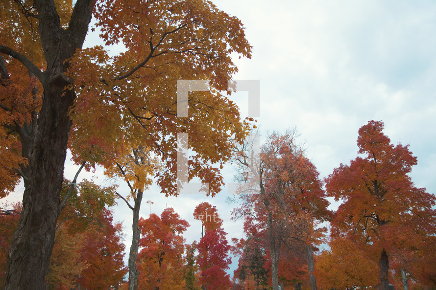Fall tree tops — Photo — Lightstock
