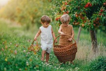 Cute little toddler boys picking up ripe red apples in basket. Brothers in garden explores plants, nature in autumn. Amazing scene. Twins, family, love, harvest, childhood concept. High quality 4k

