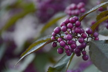 purple berries on a bush 