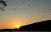 birds flying in the sky at sunset 