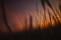 tall grasses against a red sky at sunrise 