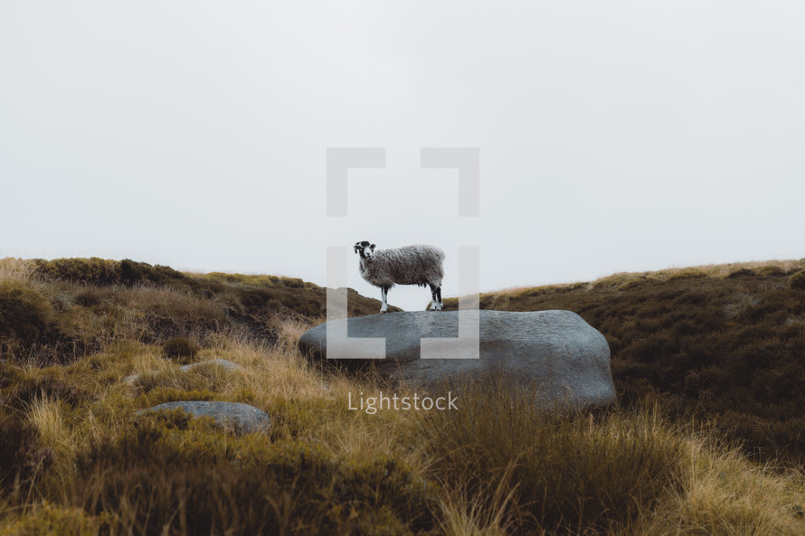 Ram standing on a rock in a mountain landscape, male sheep, mountain goat