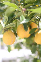 lemons on a tree 