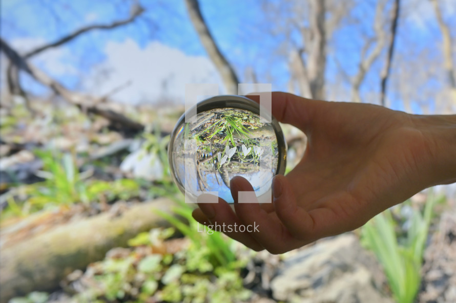 A Glass Round Lens ball and Snowdrops against old leaves in spring time