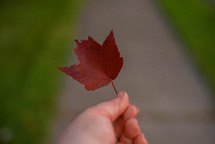 hand holding up a red fall leaf 