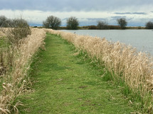 green path through tall brown grasses 