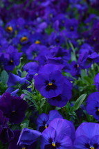 blue and purple pansies 