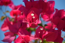 red blooming flower