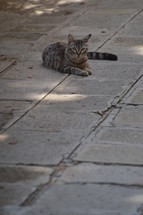 cat on a sidewalk 