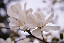 white magnolia blossom in the tree up close