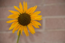 single yellow sunflower in front of brick wall  