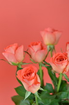 roses against a pink background 