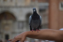 pigeon landing on a person's arm 