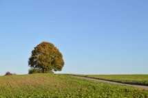 way leading to one solitary tree on a hill
