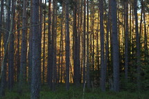warm sunlight in a forest at sunset - forest with vibrant evening backlight
