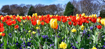 garden of spring tulips 