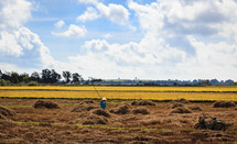 man in rice field 