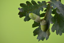 green acorns on an oak tree