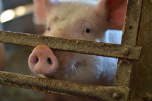 cute pig in a pigsty with the focus on the snout