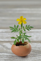 yellow flower Tagetes growing out of broken eggshell on a rustic white wooden table