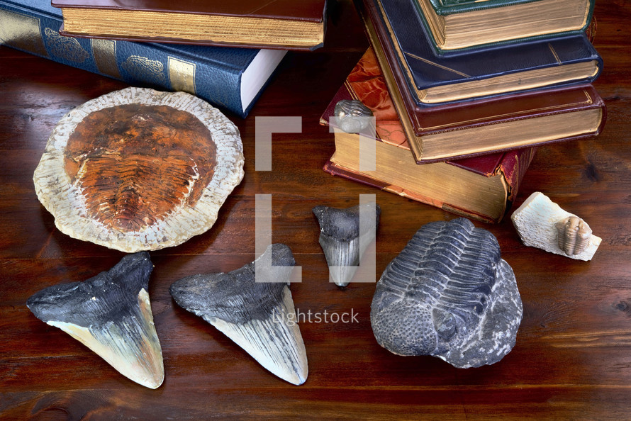 shark's teeth, fossils, and books on a desk 
