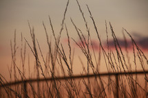 Close-up photo of srass straws set against a soft, pastel sunset sky.