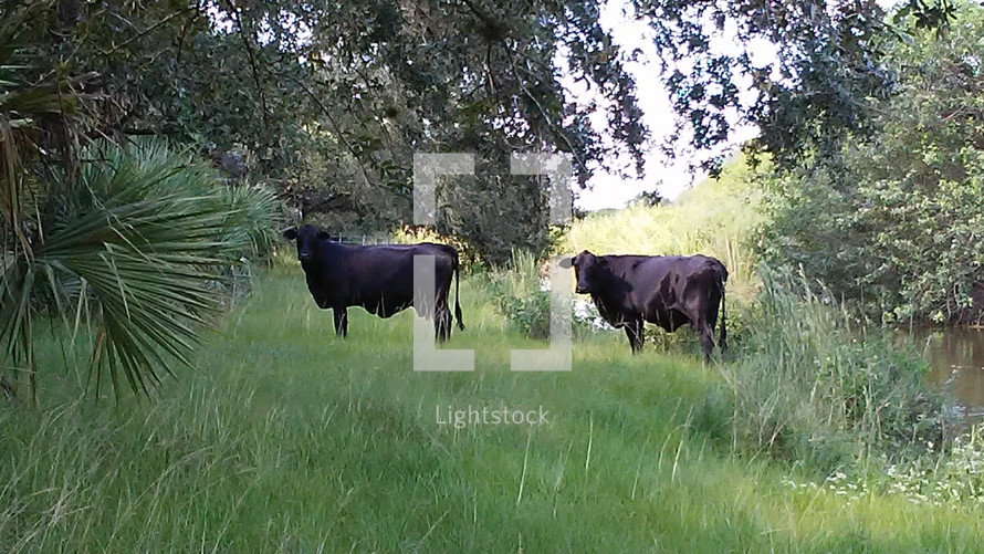 Two cows standing next to a lake in an open wooded pasture surrounded by green grass and trees out in a rural area. 