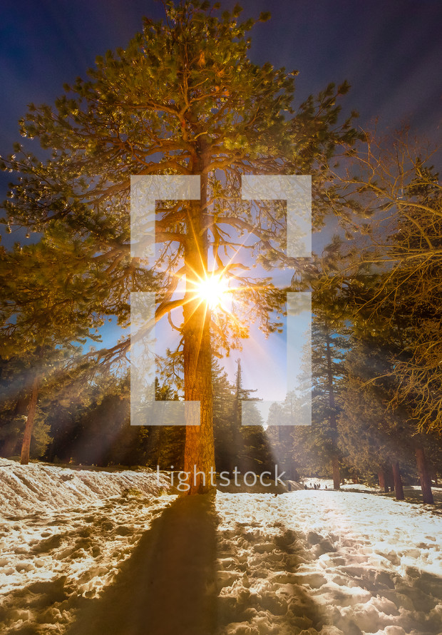 sunburst through pine trees in a forest 