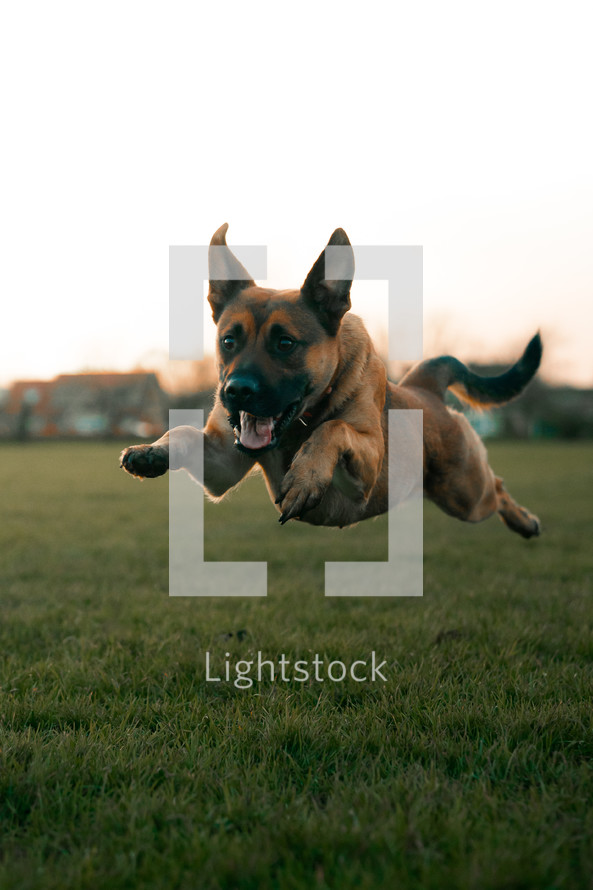Dog running through a field, German Shepherd playing in a park, jumping dog