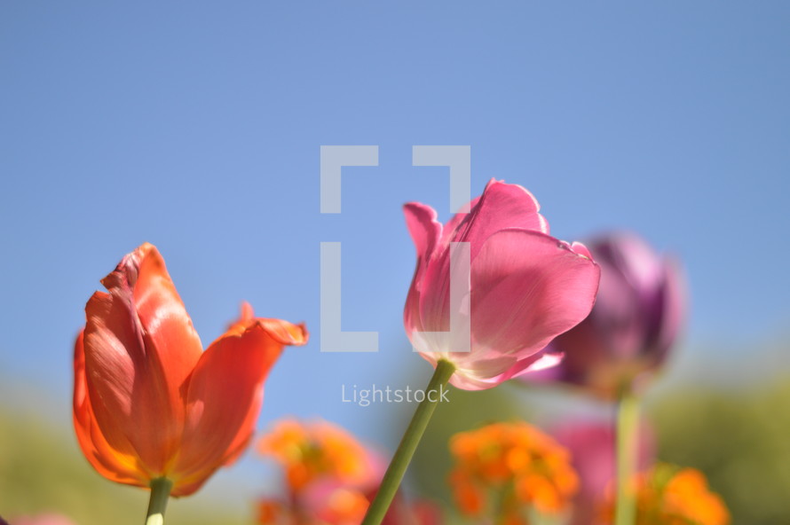 tulips in front of blue sky.  
