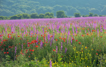 field of purple and red flowers 
