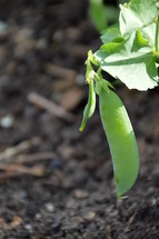 A bean pod growing in a garden.